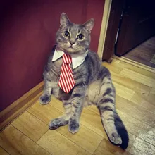 Лого пользователя M***v
