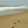 Лого пользователя v***s