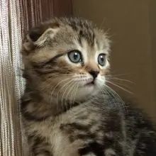 Лого пользователя A***v