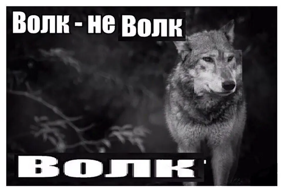 Что Опять Волк Фото