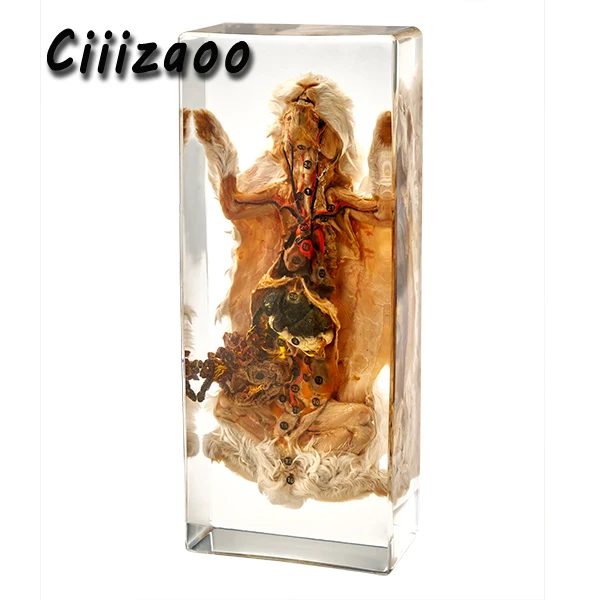 Rabbit Dissection specimen animal paperweight Taxidermy Collection embedded In Clear Lucite Block Embedding Specimen
Rabbit Dissection specimen animal paperweight Taxidermy Collection embedded In Clear Lucite Block Embedding Specimen