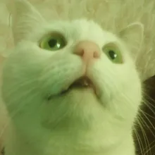 Лого пользователя K***v