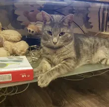 Лого пользователя A***s