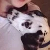 Лого пользователя T***a