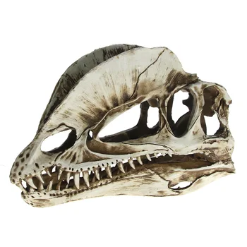 Double Dragon Crest Dinosaur Skull Teaching Model Ornament Ceratosaurus Resin Dilophosaurus Head Skeleton Aquarium Home Decor
Double Dragon Crest Dinosaur Skull Teaching Model Ornament Ceratosaurus Resin Dilophosaurus Head Skeleton Aquarium Home Decor