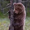 Лого пользователя V***d