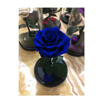 live rose beauty and the beast in a flask Valentine's Day Gift Rose Romantic high quality natural different colors room design
live rose beauty and the beast in a flask Valentine's Day Gift Rose Romantic high quality natural different colors room design