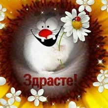 Лого пользователя p***p