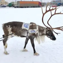 Лого пользователя O***a