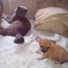 Лого пользователя N***l