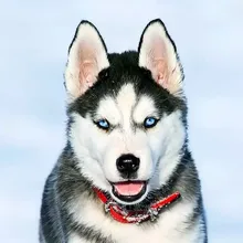 Лого пользователя I***y