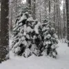 Лого пользователя S***n