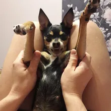 Лого пользователя n***v