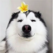 Лого пользователя A***a