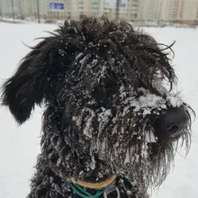 Лого пользователя A***a