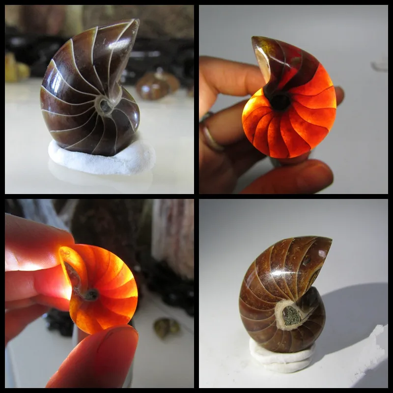 Natural Ammonite Snail Marine Paleontological Fossil Conch Nautiloidea Mineral Specimen Stones Collection Students Children Gift
Natural Ammonite Snail Marine Paleontological Fossil Conch Nautiloidea Mineral Specimen Stones Collection Students Children Gift