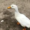 Лого пользователя r***r