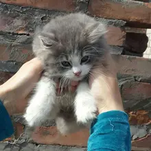 Лого пользователя g***a
