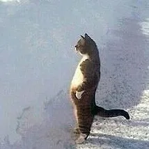 Лого пользователя O***a