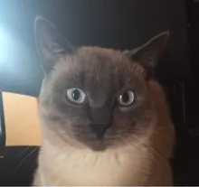 Лого пользователя Z***v