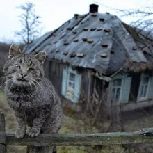 Лого пользователя A***v