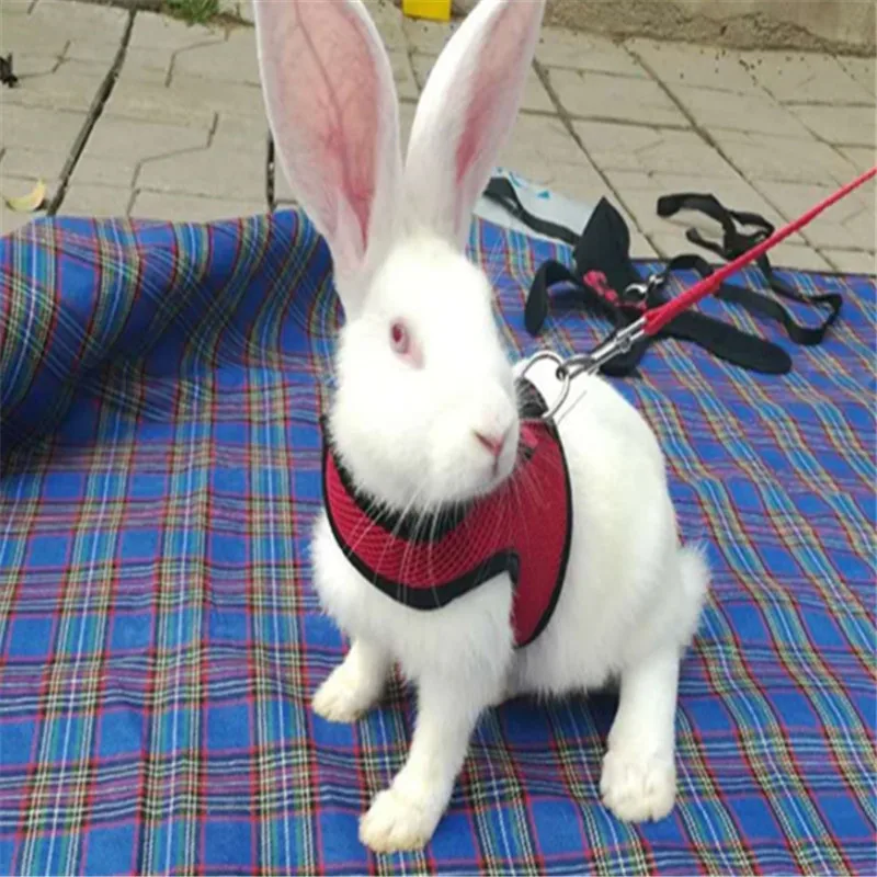 ZHPZPET Rabbit Leash Lead Vest Small Animals Mesh Cotton Collars Cat Hamster Red Harnesses S M L Harness Leash Pet 4 Color 002
ZHPZPET Rabbit Leash Lead Vest Small Animals Mesh Cotton Collars Cat Hamster Red Harnesses S M L Harness Leash Pet 4 Color 002