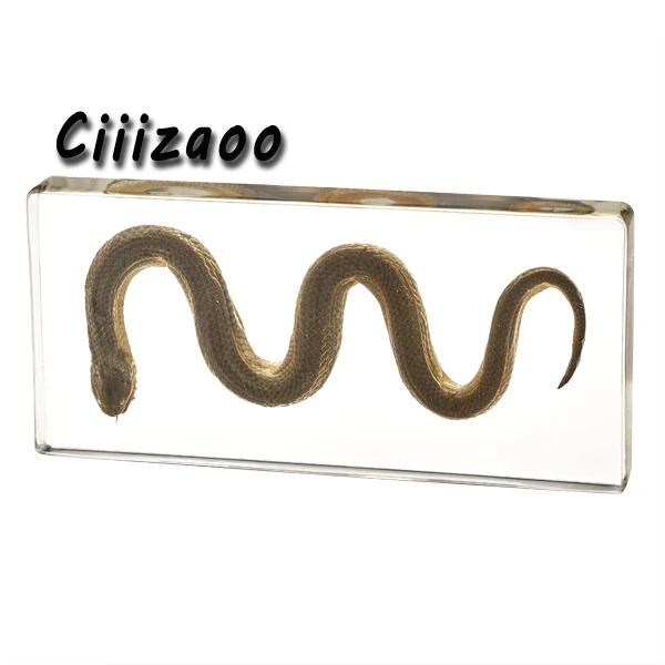 Snake specimen animal paperweight Taxidermy Collection embedded In Clear Lucite Block Embedding Specimen
Snake specimen animal paperweight Taxidermy Collection embedded In Clear Lucite Block Embedding Specimen