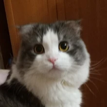Лого пользователя D***v