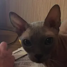 Лого пользователя t***a