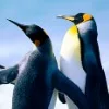 Лого пользователя D***K