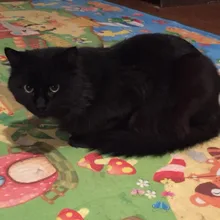 Лого пользователя s***y
