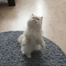 Лого пользователя Y***a