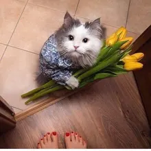 Лого пользователя N***o
