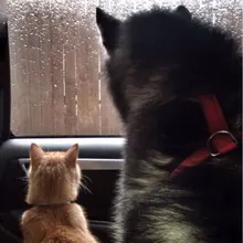 Лого пользователя A***a