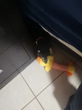 Juguete de peluche con sonido para perros Chihuahua Yorkie, juguete interactivo de entrenamiento para mascotas, 3 diseños