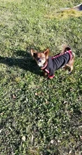 Puppy-Outfit Dogs-Clothing Chihuahua Dog Hoodie Pets Spring Small Fashion Medium