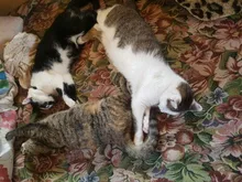 1 Uds Colorul pequeña huella con Collar para mascotas con cascabel ajustable pequeña perro Collar de mascotas suministros para mascotas gatos