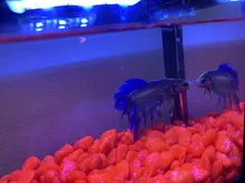 Mini acuario con lámpara LED USB para peces betta, tanque para peces con luz para lucha de peces
