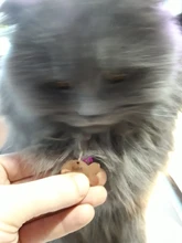 Placas de identificación personalizadas para perros, placas de identificación de Metal para cachorros, placas de identificación antipérdida para perros, gatos Pitbull, tarifa de grabado incluida accesorios para perros