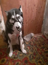 Collar de cabeza de entrenamiento para perros, arnés de nailon con cuello Halter, creativo, para todas las estaciones