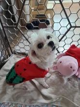 Bulldog-ropa transpirable para mascotas chaleco para perro verano, Chaqueta de algodón para perros pequeños