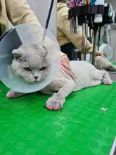 20 unids/bolsa suave tapones para uñas de gato/Cat uñas cubierta/pata gorras/Pet/uñas Protector libre pegamento adhesivo tamaño XS S M L