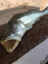 Female Thread Connector Pipe-Fitting-Adapter Coupler Tee-Type Brass Water-Fuel BSP 3-Way