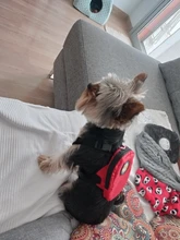 Mochila de nailon de colores para Gato, mochila multifunción con arnés y correa para perros pequeños