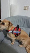 Arnés de perro sin tirones, arnés de mascota ajustable transpirable reflectante para chaleco de perro, Parche de identificación personalizado para exteriores, suministros para perros que caminan