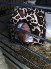 Bed Kennel Dog-Bed Cat House Strawberry Cave Nest Pet-Product Foldable Soft New Winter