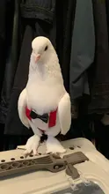 Traje de vuelo de pájaros bonitos con pajarita, loros, uniforme escolar, esmoquin, traje de negocios, pañales para mascotas, ropa para fiesta
