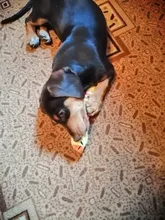 Dog-Toys Sound-Dolls Duck Pet Squeak Chew Funny Fleece Elephant Durability All-Pets Cat