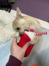 De calamar juguete de perro de mascota de peluche de juguete de masticar cachorro prensa sonido de chirrido juguetes para perros varios juguetes