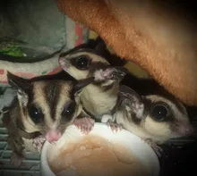 5Pcs Cute Small Pet Cage Sugar Glider Hamster Squirrel Swing Bed Nest Hammock